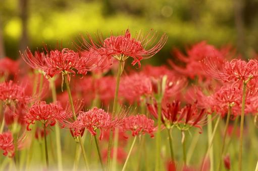 曼殊沙華 曼殊沙華の写真