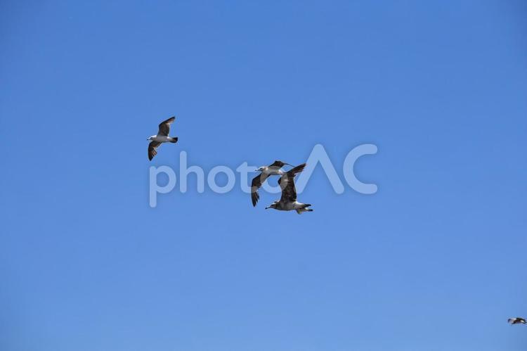 九十九里の青い空と野鳥たち 空,鳥,晴れの写真素材