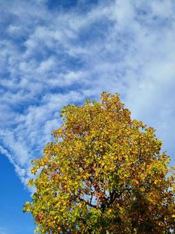 青空に映える黄葉の木 秋,黄葉,紅葉の写真素材