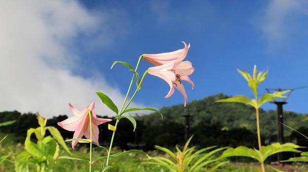 白馬五竜高山植物園 ササユリ 白馬五竜高山植物園 ササユリの写真