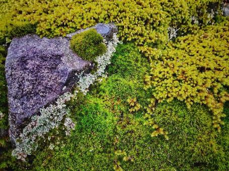 苔の世界 苔の世界の写真