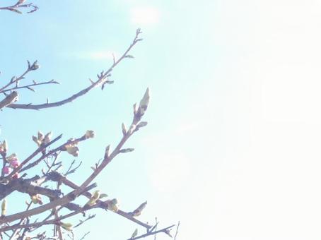 桜のつぼみ 空 桜のつぼみ 空の写真