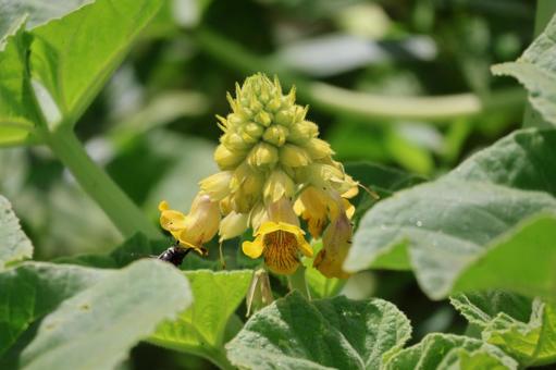 キバナツノゴマの花のアップ キバナツノゴマ,花,アップの写真素材