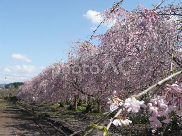 京都夜久野しだれ桜36 夜久野,京都,花の写真素材