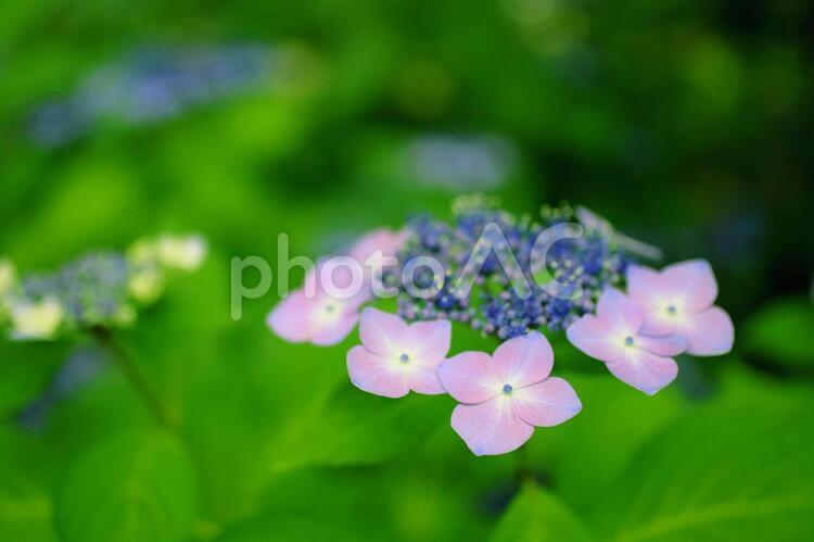 ガクアジサイ あじさい,紫陽花,アジサイの写真素材