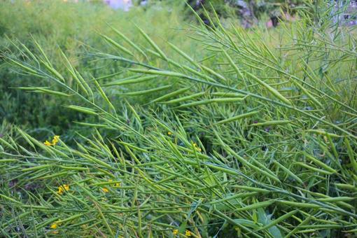 生い茂る草花 生い茂る草花の写真