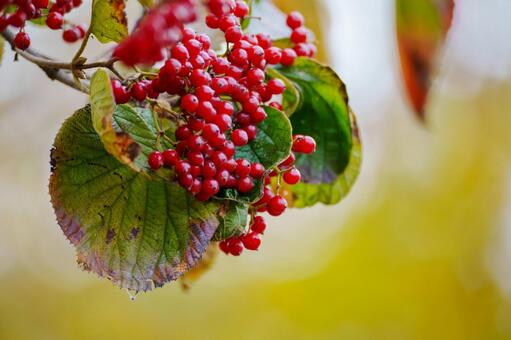 赤い実をつけたガマズミ 屋外,夏,枝の写真素材
