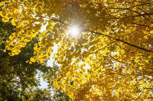 太陽の光で輝く黄色く色づいたイチョウ 自然,葉,木の写真素材