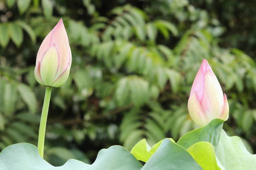 蓮の花つぼみ 蓮の花つぼみの写真