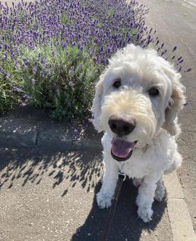 ラベンダーと犬 ラベンダーと犬の写真