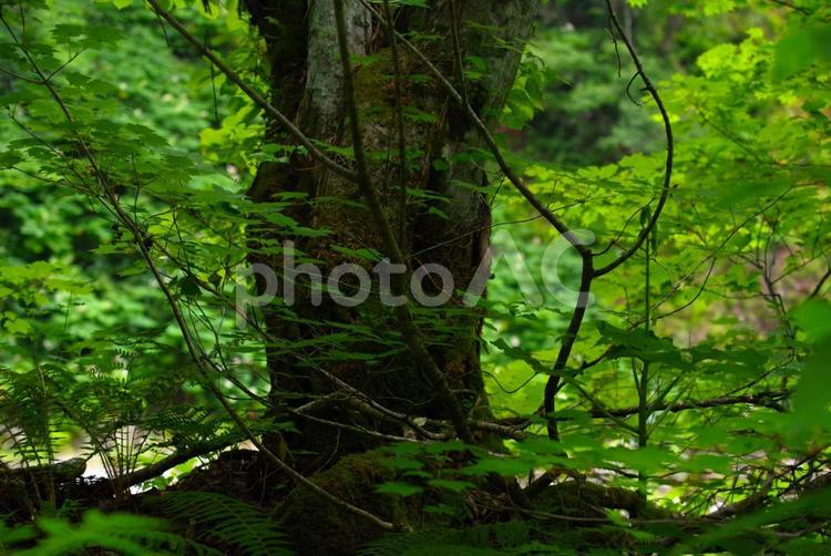 森林の風景 自然,風景,森林の写真素材