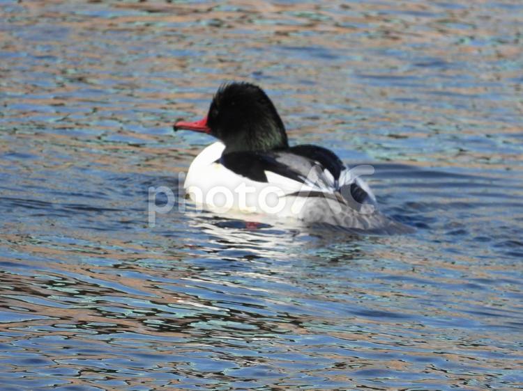 近所の小川で撮ったカワアイサ 野鳥,バードウォッチング,自然の写真素材