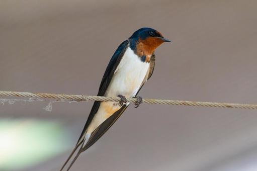 道の駅でロープに止まる美しい燕の横顔の写真