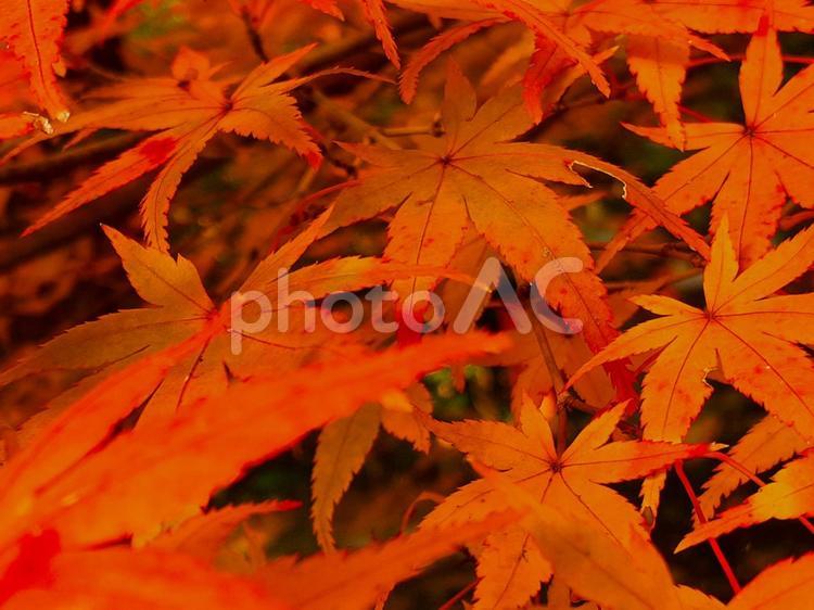 赤く色づいたもみじの葉のクローズアップ もみじ,紅葉,かえでの写真素材