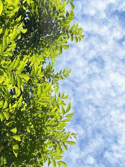 新緑 新緑の写真