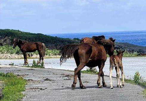 与那国島の野生の馬 与那国島の野生の馬の写真