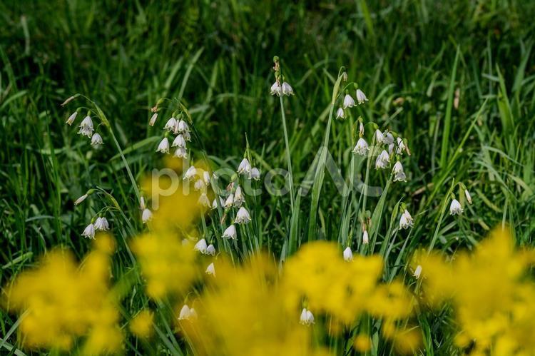 春のさきたま古墳公園 スノーフレーク,菜の花,花の写真素材