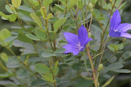 キキョウの花を撮りました キキョウの花を撮りました 桔梗,季節,自然の写真素材