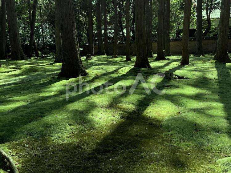 苔庭　苔　緑　こもれび 背景,テキストスペース,背景素材の写真素材