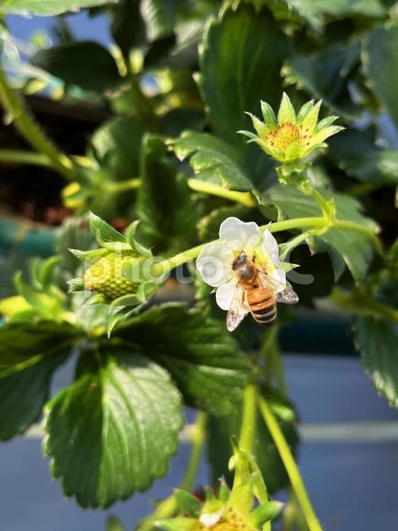 ミツバチ活動中　蜜集め　春　　いちごの花 みつばち,蜜集め,いちごの花の写真素材