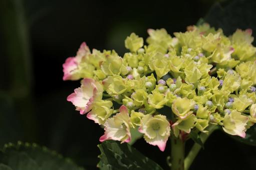 Pink hydrangea before it turns color, JPG Pink hydrangea before it turns color, JPG