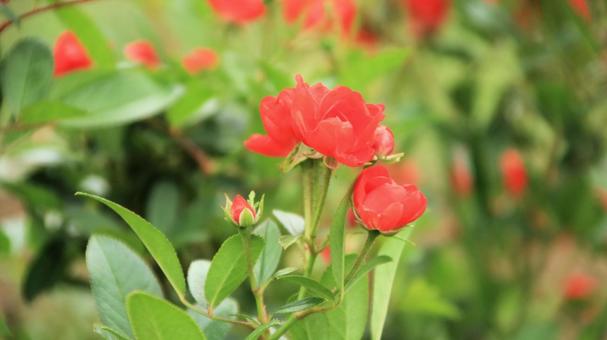 河津バカテル公園　秋バラ 薔薇,秋,花の写真素材