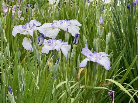 堀切菖蒲園 曇り空の下花菖蒲が咲き誇る 堀切菖蒲園 曇り空の下花菖蒲が咲き誇る 癒し,壁紙,花畑の写真素材