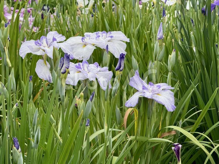 堀切菖蒲園　曇り空の下花菖蒲が咲き誇る 癒し,壁紙,花畑の写真素材