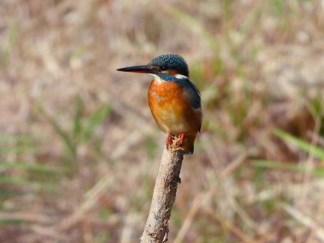 池に立てた棒にとまるカワセミ3 カワセミ,鳥,鳥類の写真素材