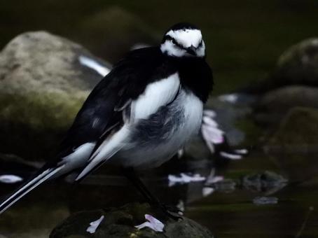 水辺の岩の上に立つハクセキレイの写真