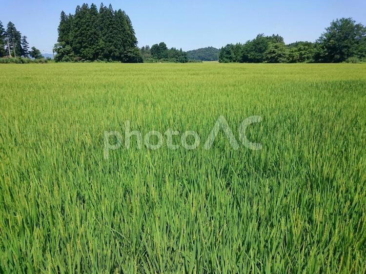 実り始めの稲 稲,米,田んぼの写真素材