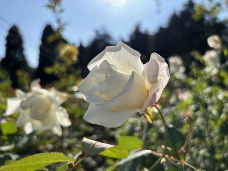 白バラ ミセスハーバートスティーブンス バラ,薔薇,白の写真素材