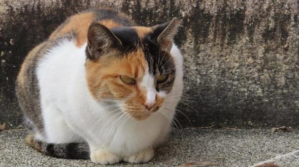 全てを見通す眼力がある神の領域に達した猫 三毛猫,猫,腹ばいの写真素材