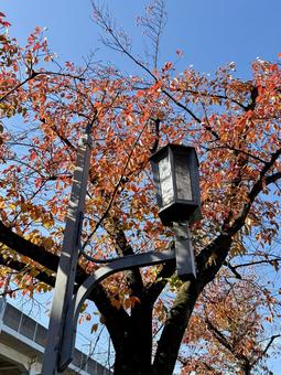 街灯が見上げた秋 風景,自然,木漏れ日の写真素材