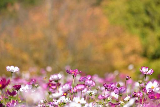 秋の花：コスモス41 植物,コスモス,秋桜の写真素材