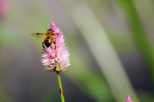 ノゲイトウとナミハナアブ⑺ 花,昆虫,ノゲイトウの写真素材