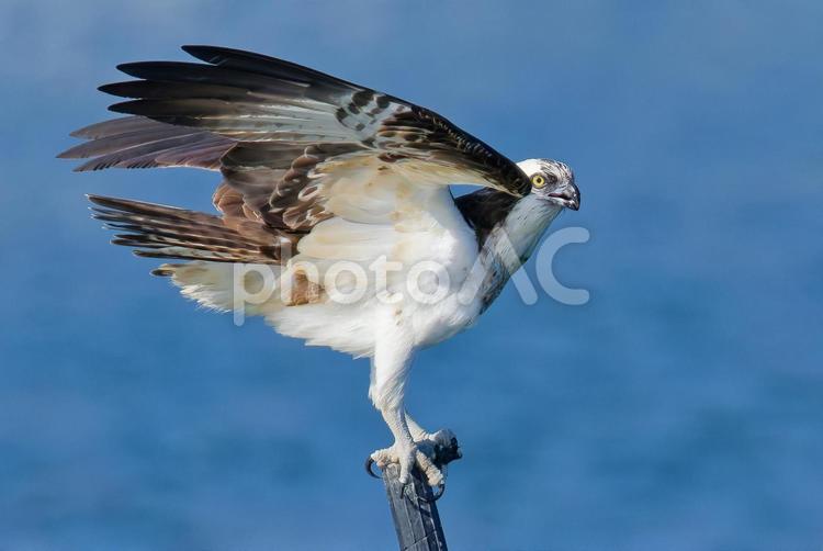 瀬戸内海で翼を広げるミサゴ ミサゴ,鶚,ウオタカの写真素材