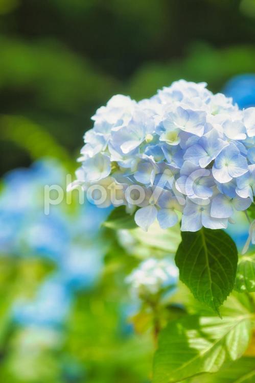 アジサイ　紫陽花　あじさい 6月,紫陽花,2023年の写真素材