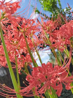 Photo, flower, higambana, red, 