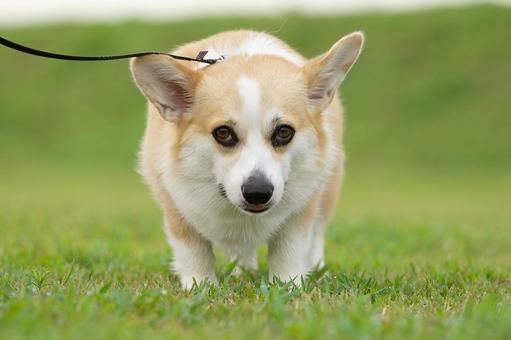ウェルシュコーギーペンブローグ 犬,コーギー,ウェルシュコーギーの写真素材