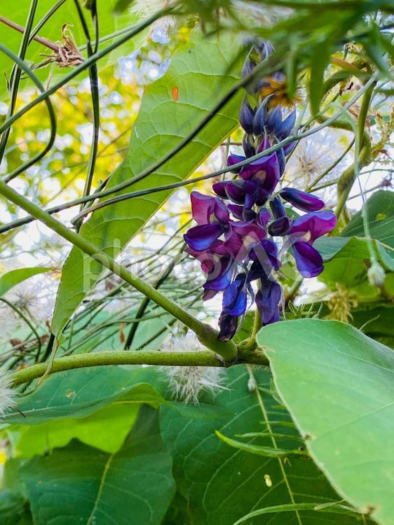 鮮やかな色彩と甘い香りが魅力的な葛の花 葛の花,美しい,色彩の写真素材