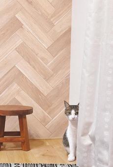 カーテンからのぞくネコ カーテンからのぞくネコの写真