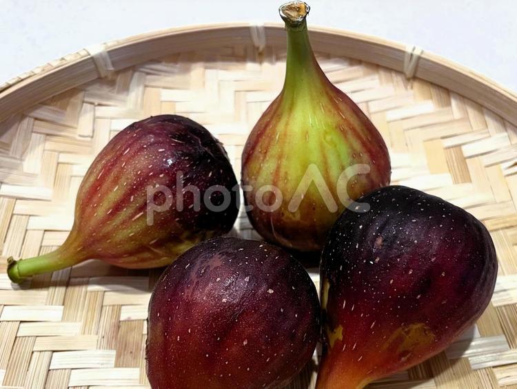 いちじく（無花果）の果実２ いちじく,果実,果期の写真素材