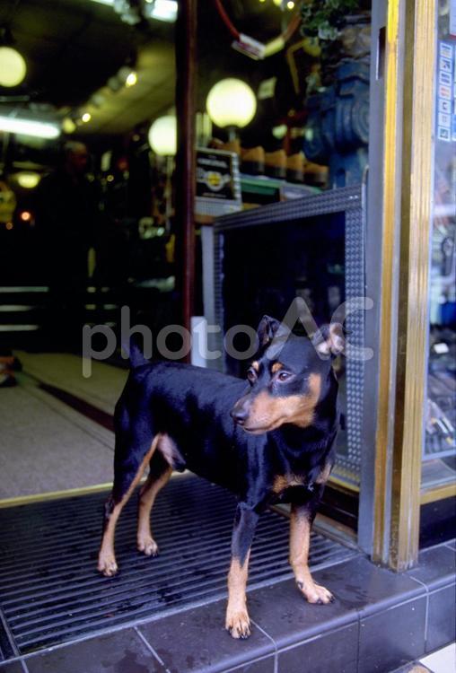 カフェバーの入り口で店番をする黒い犬 犬,カフェバー,入り口の写真素材
