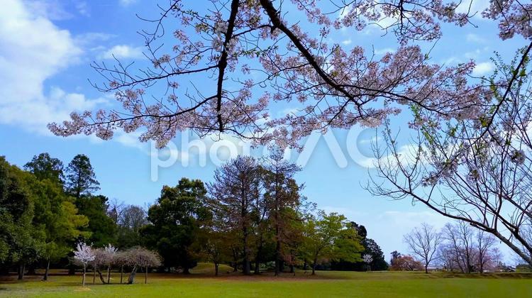 春の奈良・桜の季節の奈良公園「飛火野」エリアのさくら 春,奈良公園,緑の写真素材