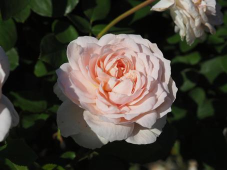 ピンクのバラ ピンクのバラ バラ,花,ピンクの写真素材