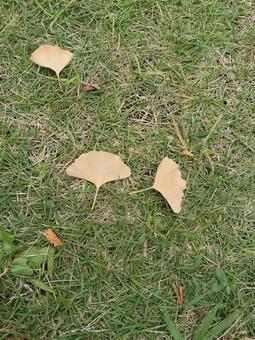 芝生の落ち葉 紅葉,落ち葉,イチョウの写真素材