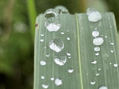 Raindrops aligned, JPG Raindrops aligned, JPG