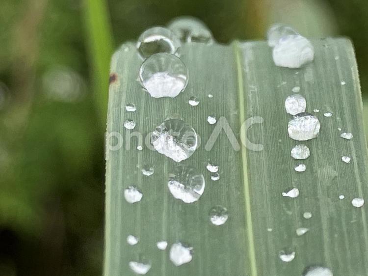 整列する雨粒 水滴,雨粒,しずくの写真素材