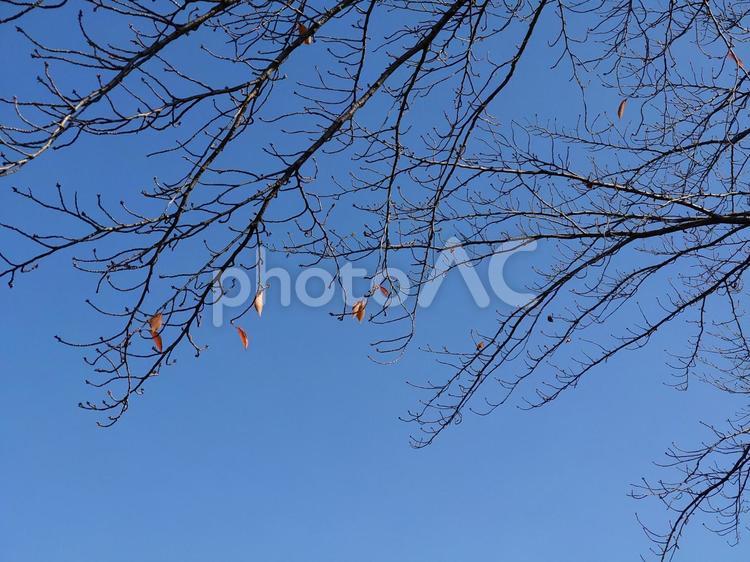 厳冬・寒さに耐える木々 冬,こずえ,晴れの写真素材